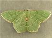 1669 (70.305)<br>Common Emerald